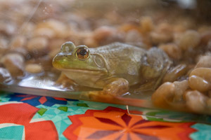 Frog on exhibit