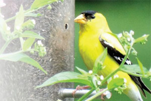 Gateway to host how to attract birds to your back yard