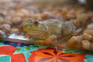 Frog on exhibit