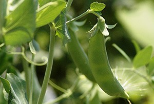 Pea Plants